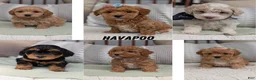 Havapoo dogs for sale: Tripp - Ad 12