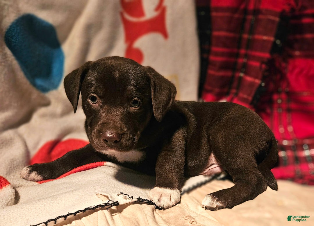 Border Collie dogs for sale: Cierra - Ad 8