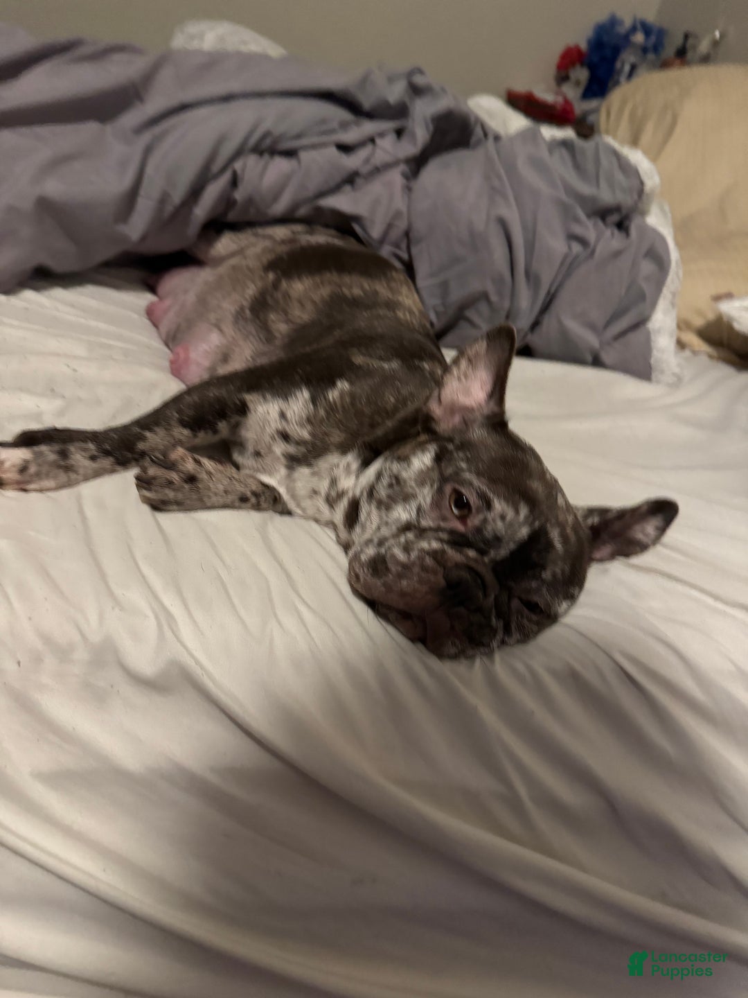 French Bulldog dogs for sale: French Bulldog Puppy 1 - Ad 6