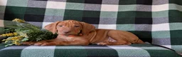 Vizsla dogs for sale: Hartman - Ad 4