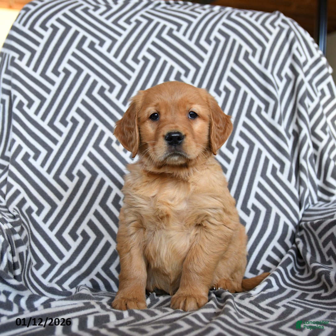 Golden Retriever dogs for sale: Latte - Ad 2