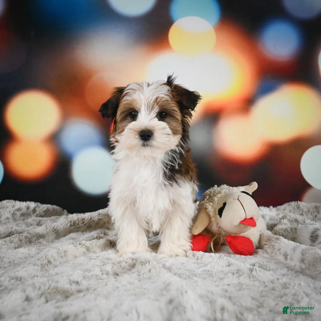 Morkie dogs for sale: Diego - Ad 2