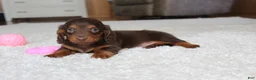 Miniature Dachshund dogs for sale: Olivia - Ad 7