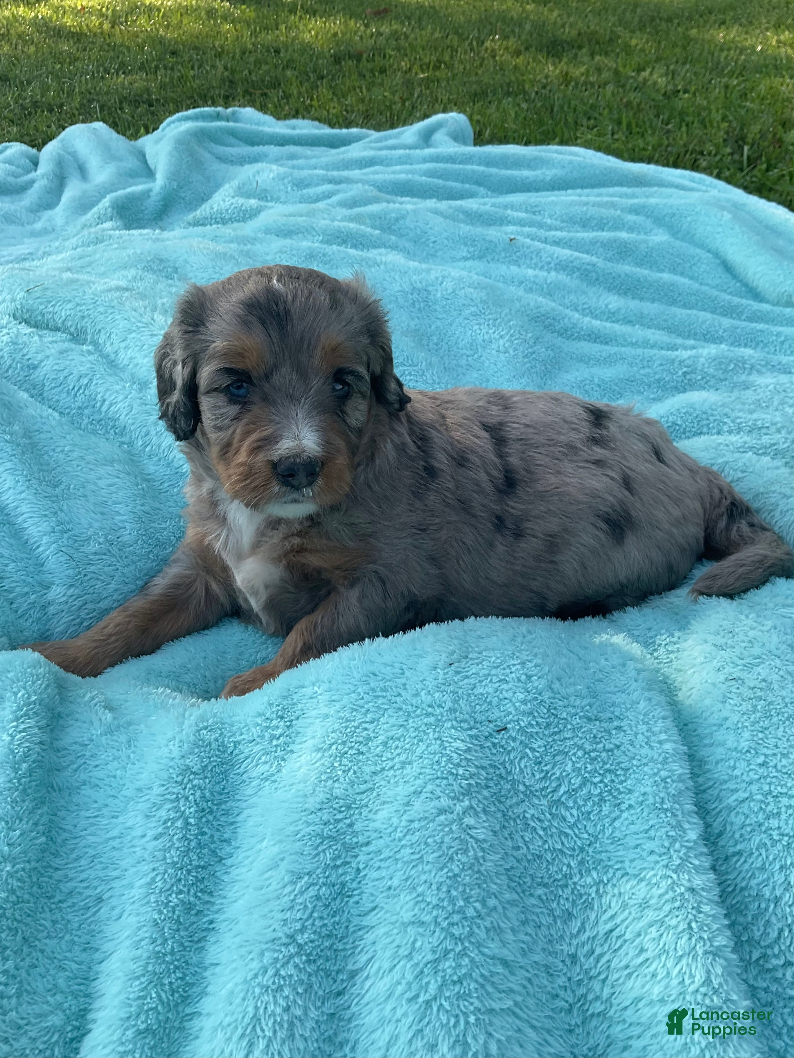 Mini Bernedoodle dogs Bella  - Ad 1