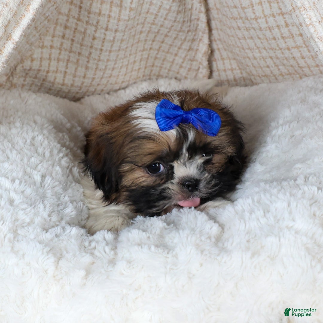 Shih Tzu dogs for sale: OLIVER - Ad 8