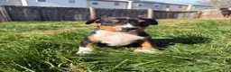 Mixed Breed dogs for sale: EJ - Ad 7