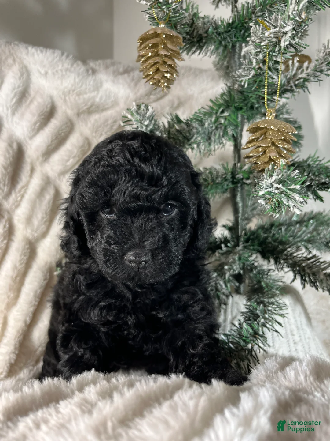 Yorkiepoo dogs for sale: Coco - Ad 6