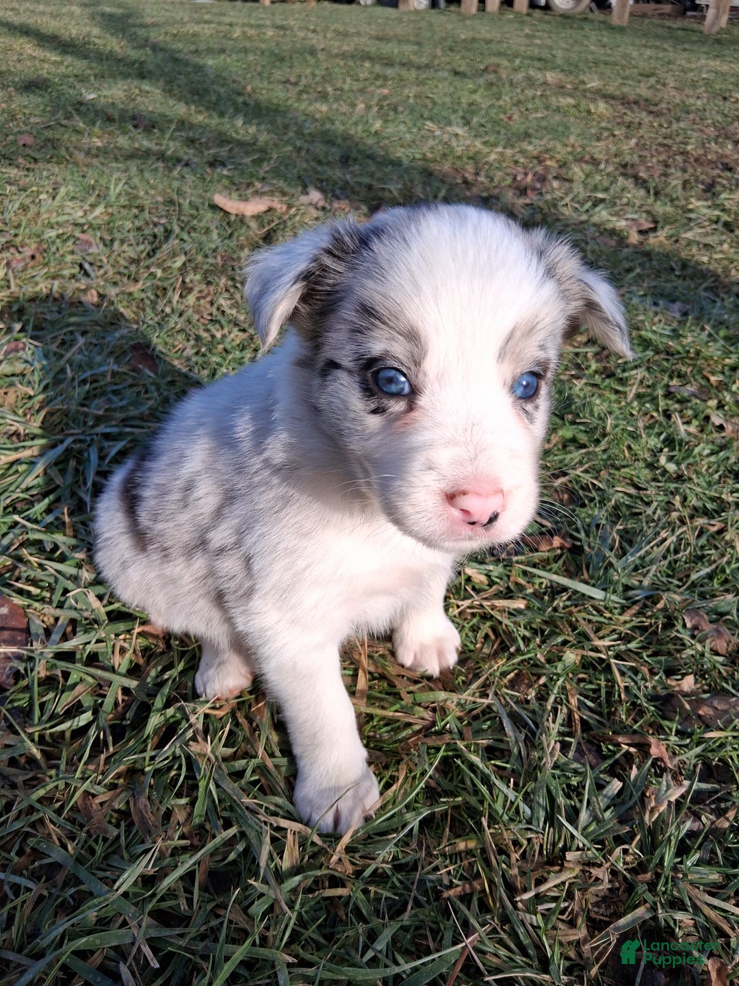 Border Collie dogs for sale: Rocky  - Ad 3