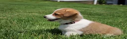 Welsh Corgi Pembroke dogs for sale: Shophie  - Ad 4