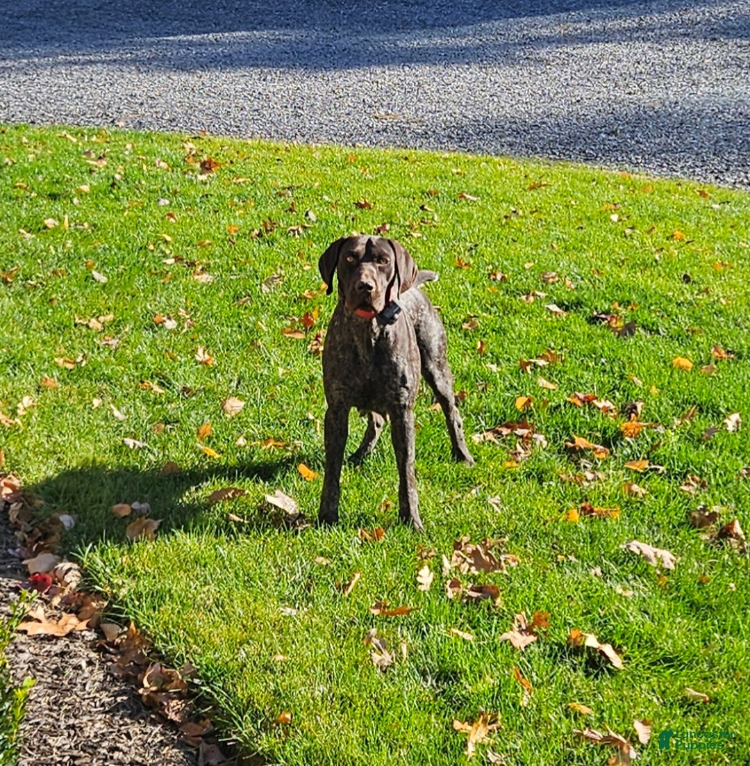 German Shorthaired Pointer dogs for sale: Rocky - Ad 4