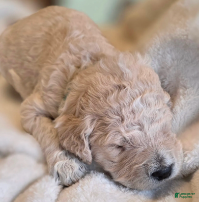 Goldendoodle dogs Louie - Ad 2