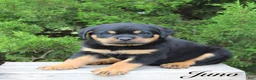 Rottweiler dogs for sale: Juno - Ad 1