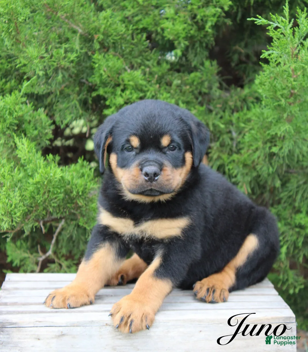Rottweiler dogs for sale: Juno - Ad 1