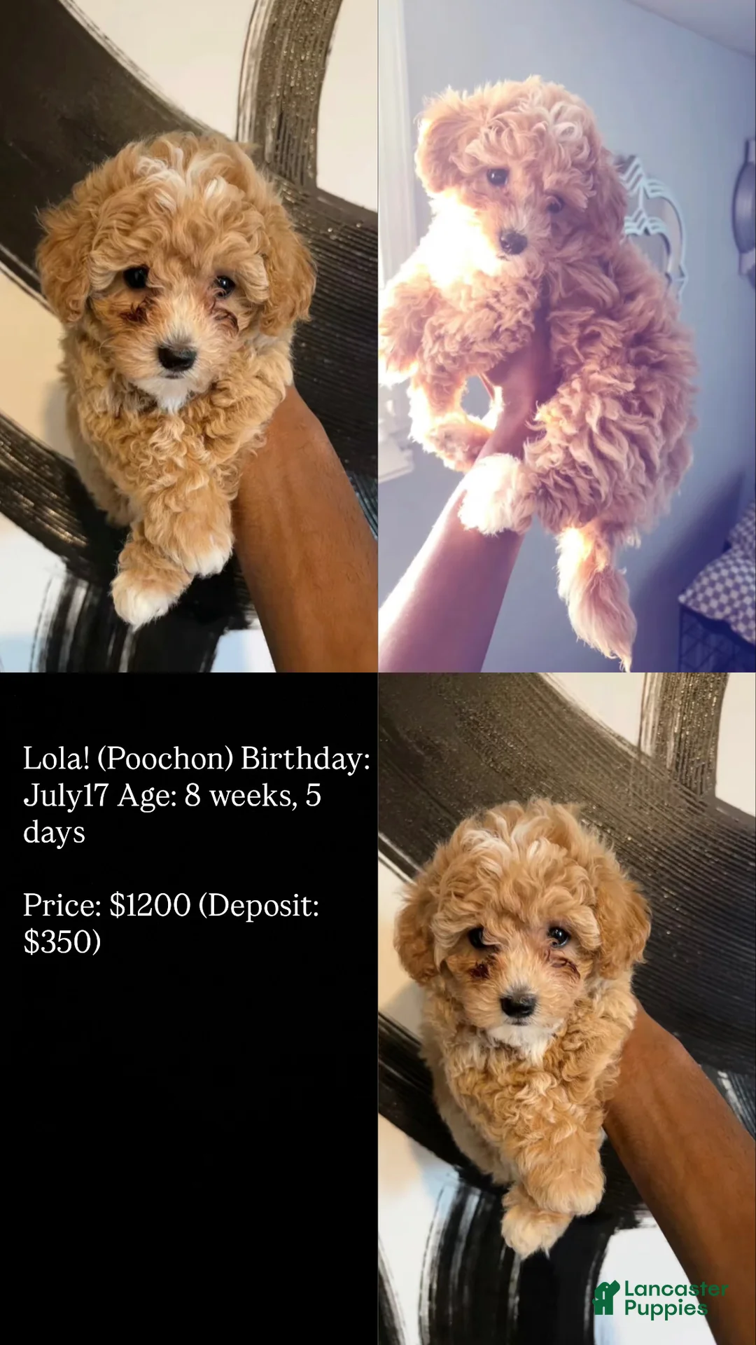 Bichpoo dogs for sale: Bichpoo 1 - Ad 2