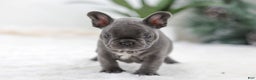 French Bulldog dogs for sale: Tara - Ad 8