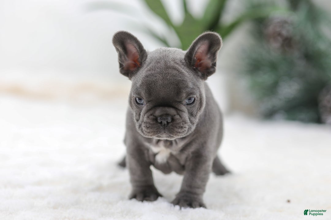 French Bulldog dogs for sale: Tara - Ad 8
