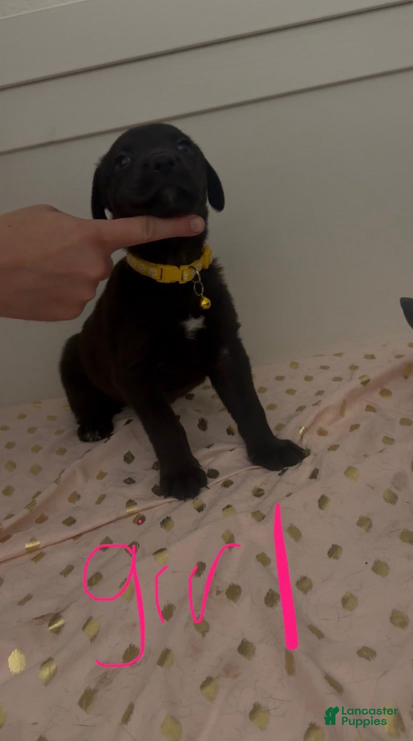 Mixed Breed dogs Yellow - Ad 38