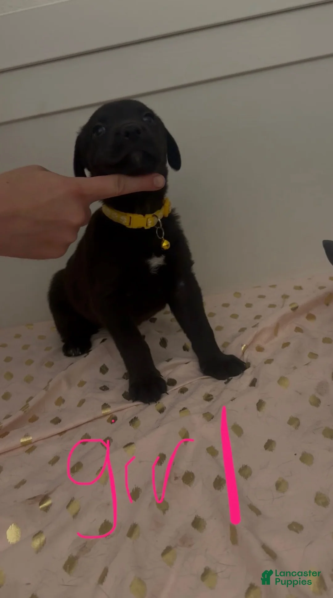 Mixed Breed dogs for sale: Yellow - Ad 1