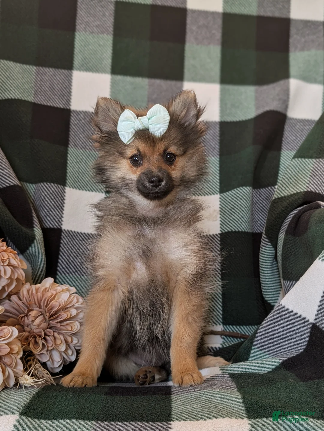 Pomeranian dogs for sale: Jennae - Ad 1