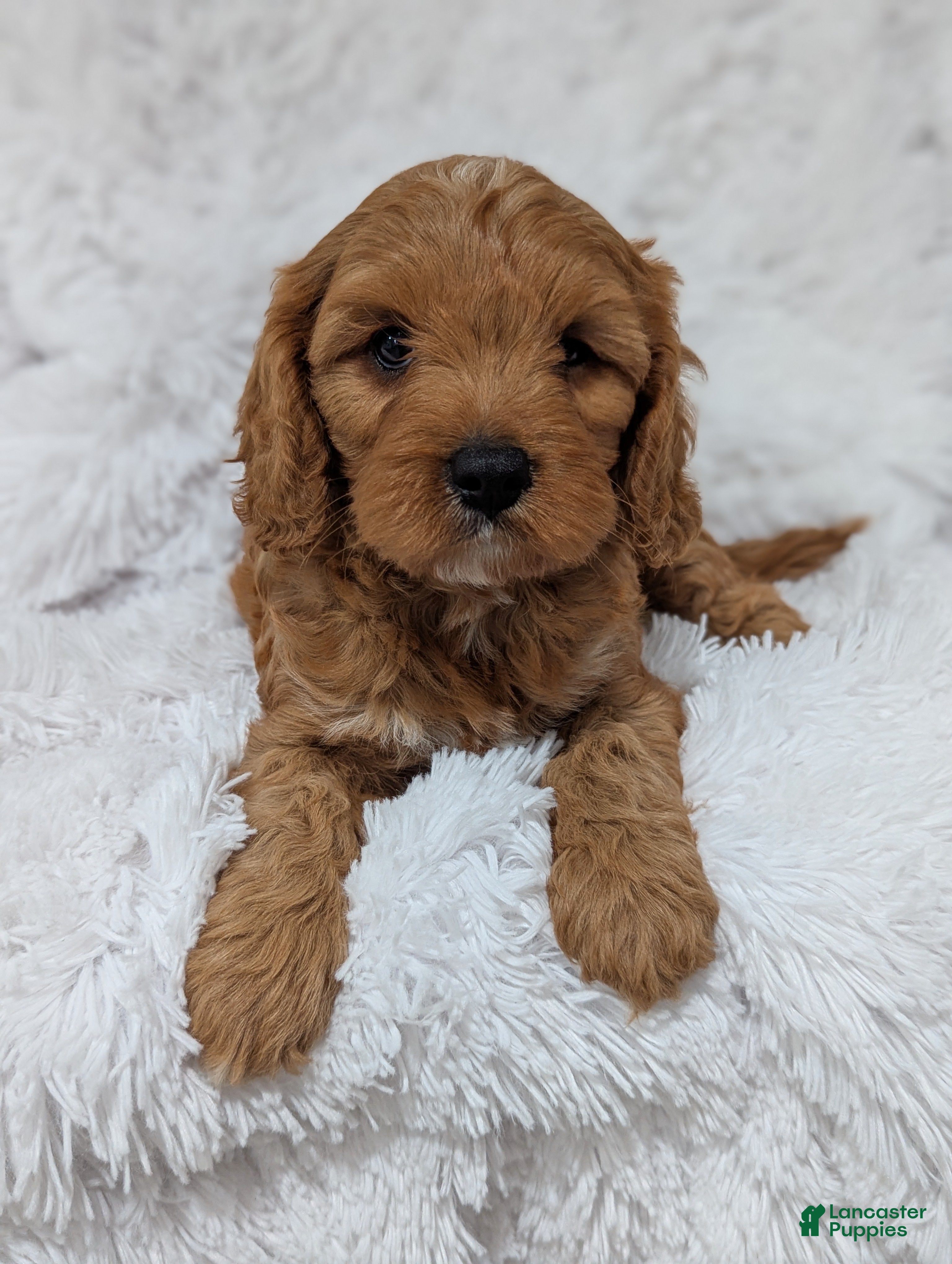Cavapoo dogs Champ  - Ad 2