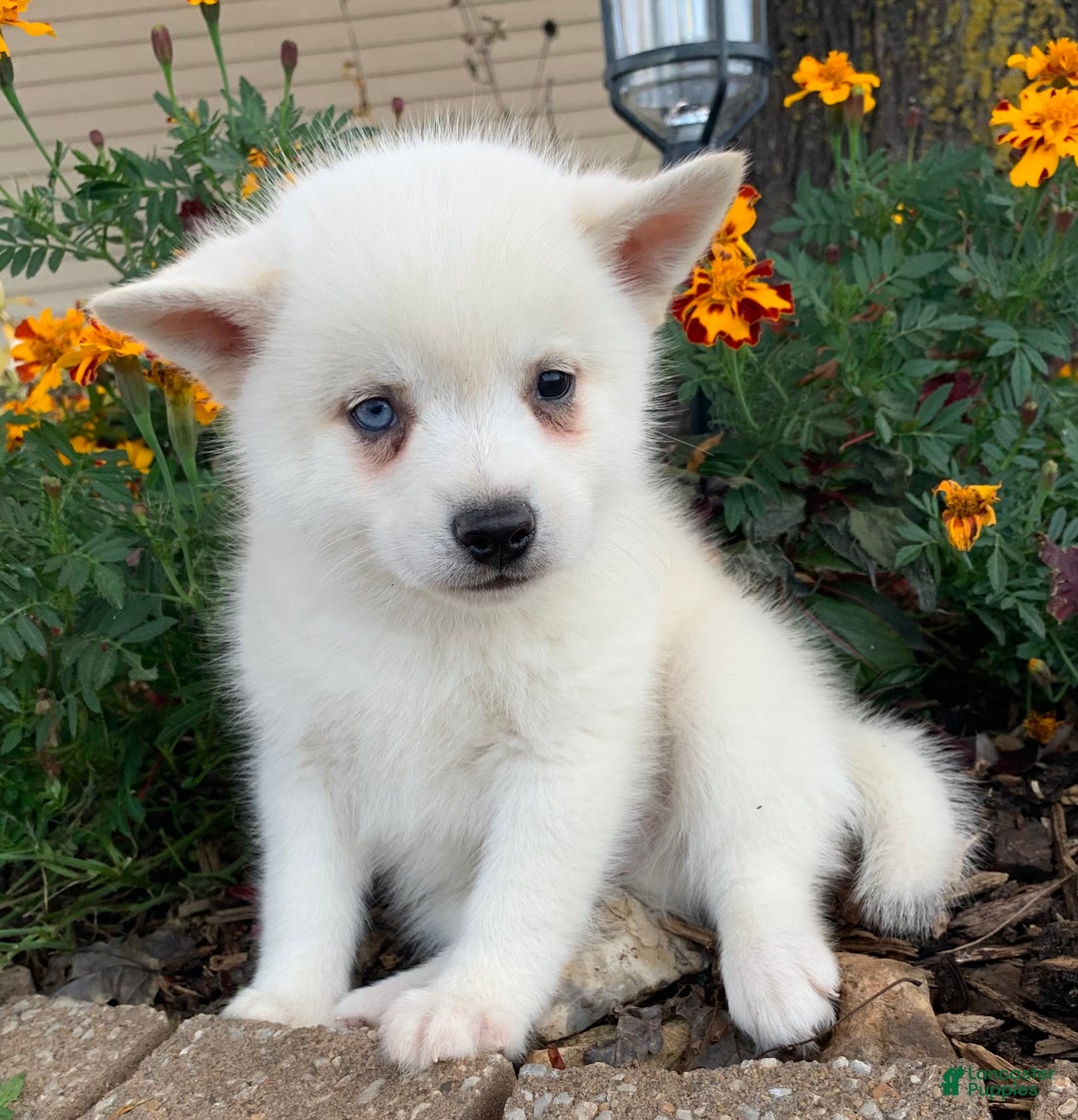 Alaskan Klee Kai dogs for sale: Sweet Trevor - Ad 4