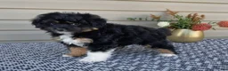 Mini Aussiedoodle dogs for sale: Parker - Ad 5