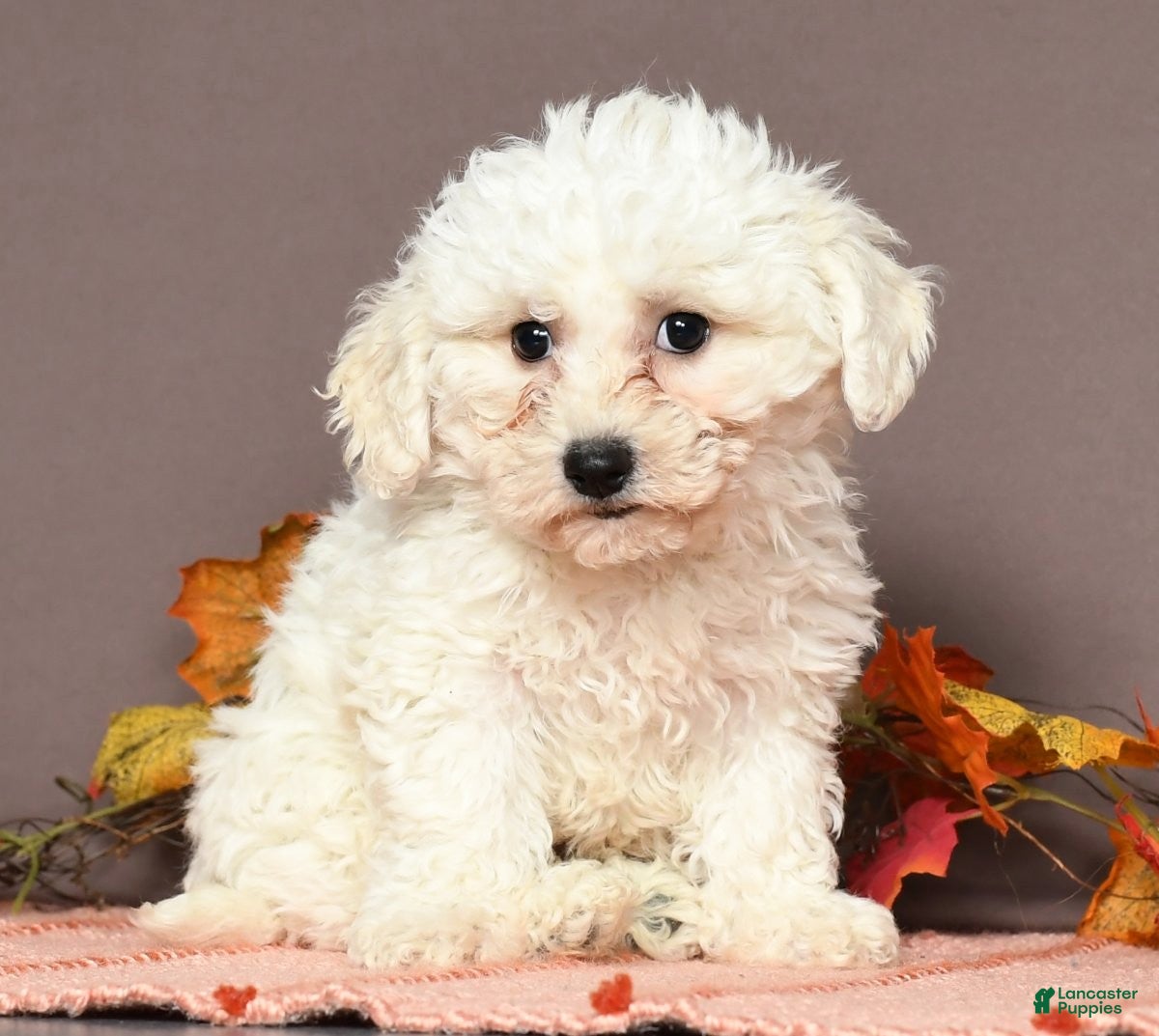 Adorable Bichon Frise Puppies for sale Lancaster Puppies