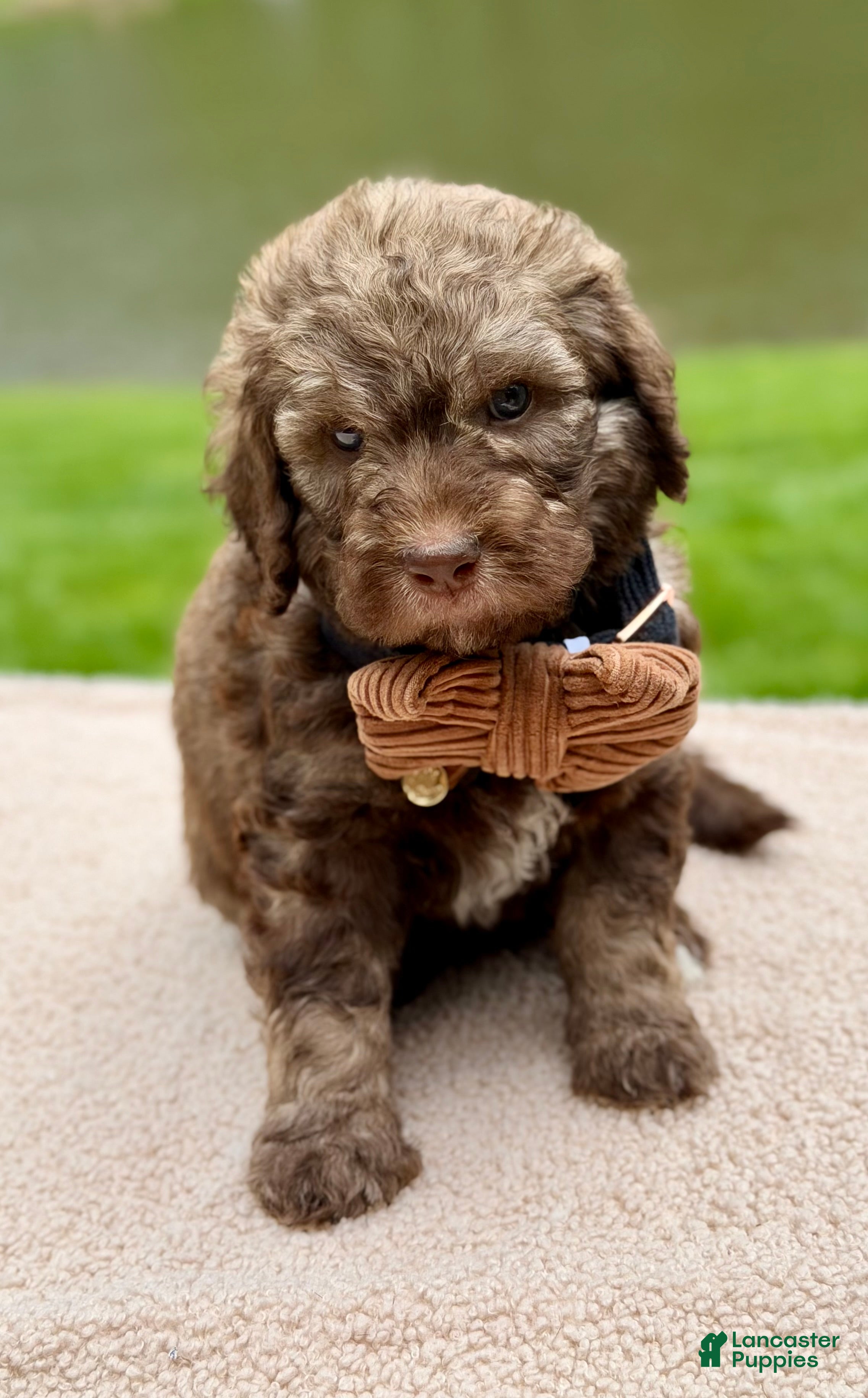Goldendoodle dogs Forrest  - Ad 2