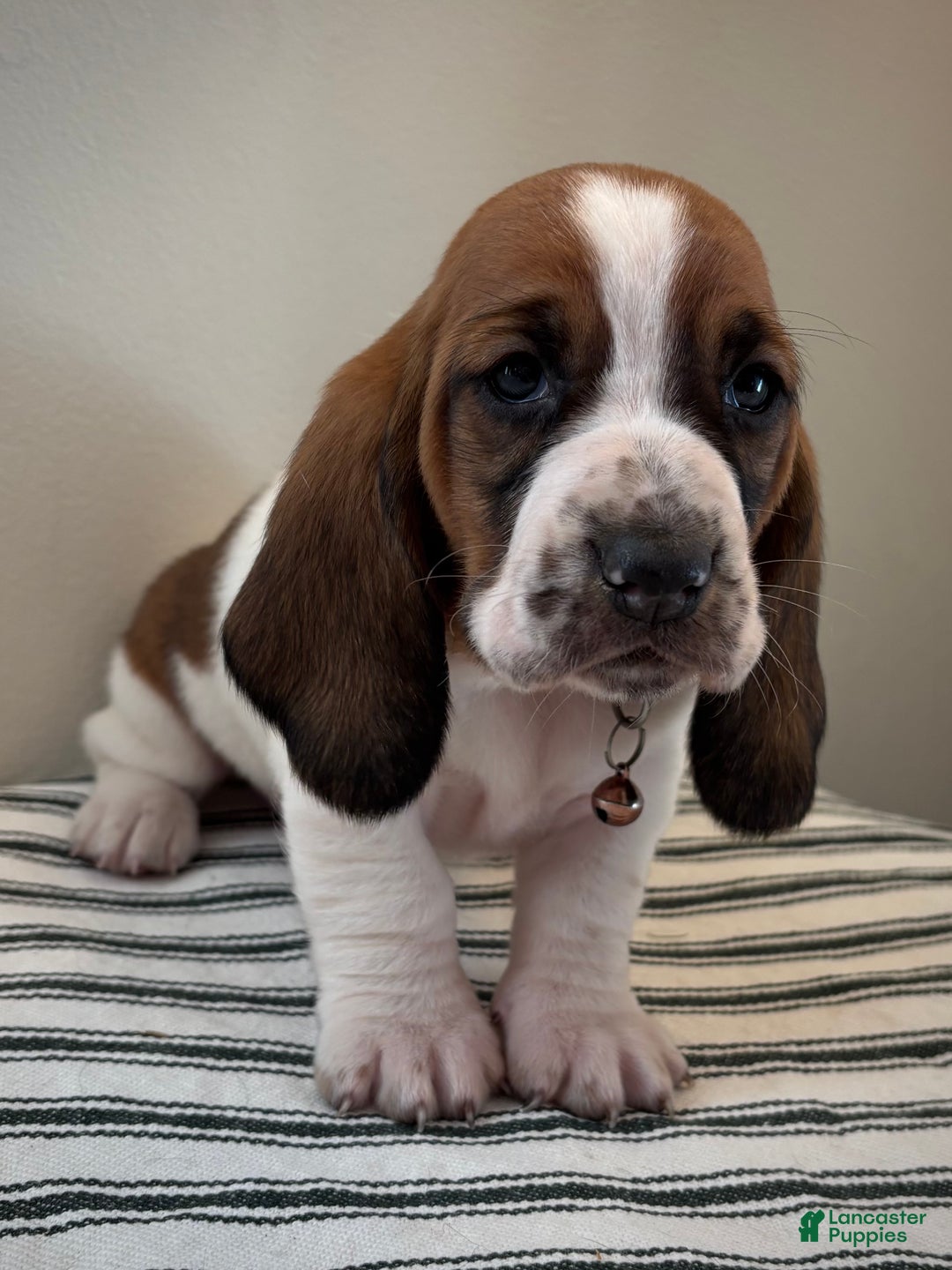 Basset Hound dogs for sale: Holly - Ad 2