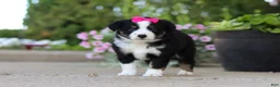 Miniature Australian Shepherd dogs for sale: Eliza - Ad 10