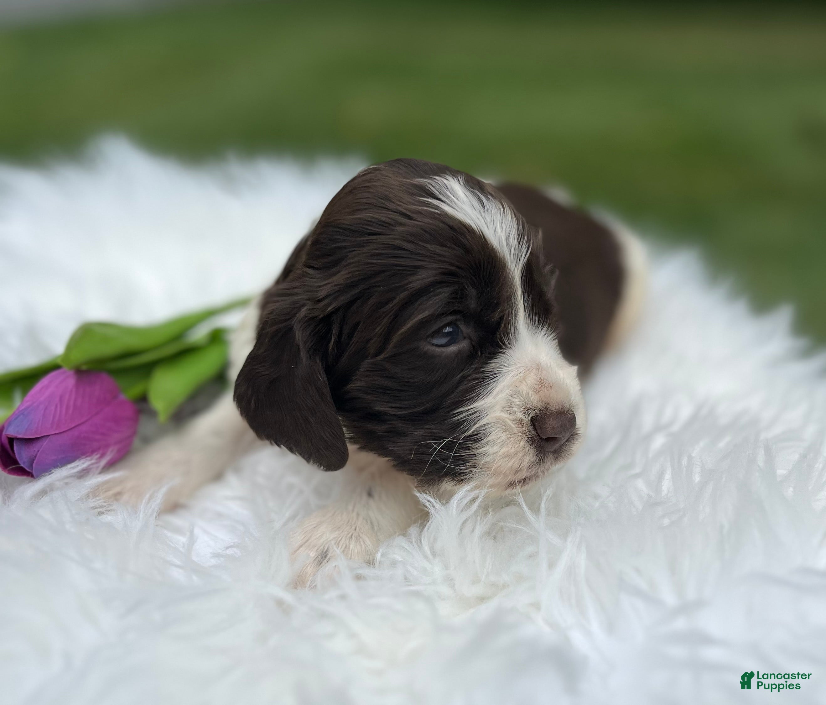 English Springer Spaniel dogs Dudley - Ad 2
