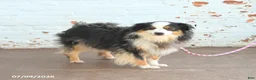 Miniature Australian Shepherd dogs for sale: Zoe - Ad 3