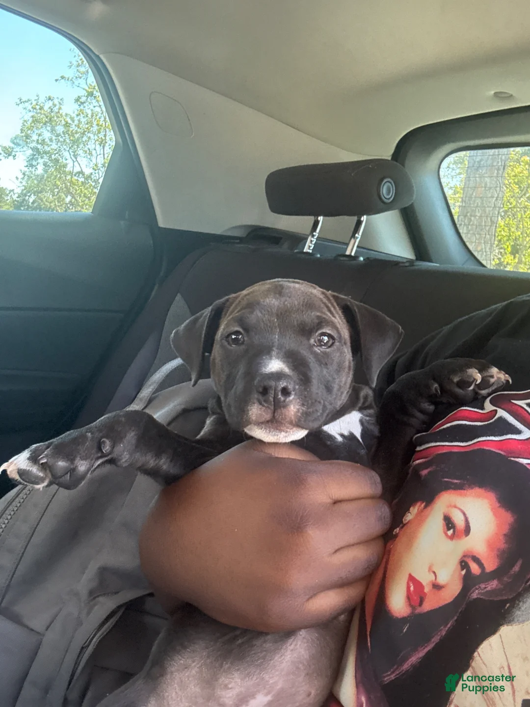 American Pit Bull Terrier dogs for sale: American Pit Bull Terrier Puppy 1 - Ad 1
