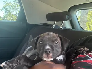 American Pit Bull Terrier dogs American Pit Bull Terrier Puppy 1 - Ad 2