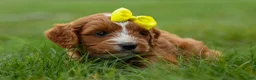 Cavapoo dogs for sale: Milo 💙🦴 - Ad 3
