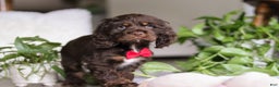 Cocker Spaniel dogs for sale: Luca - Ad 2