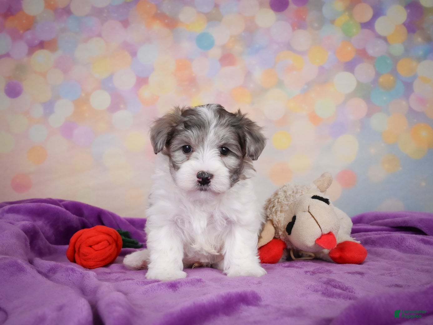 Maltipoo dogs for sale: Woody - Ad 2