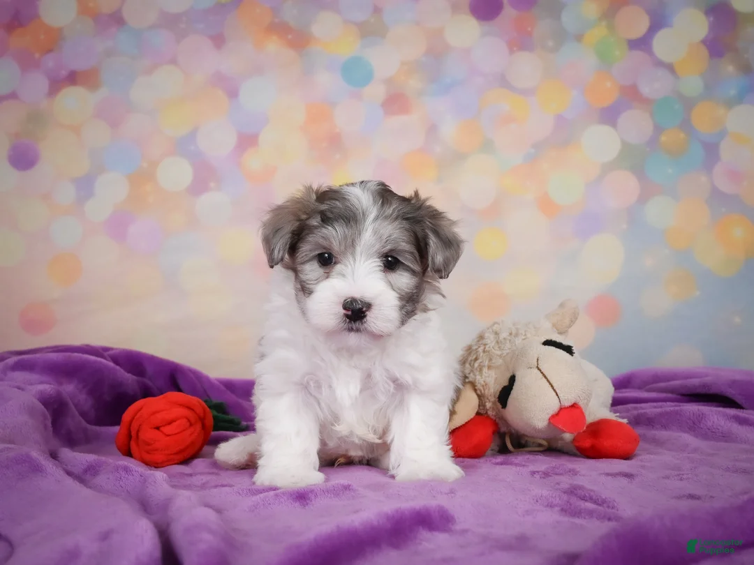 Maltipoo dogs for sale: Woody - Ad 2