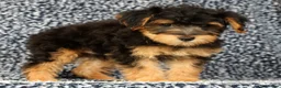 Yorkiepoo dogs for sale: Zip - Ad 6