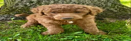 Standard Poodle dogs for sale: Standard Poodle 3 - Ad 9