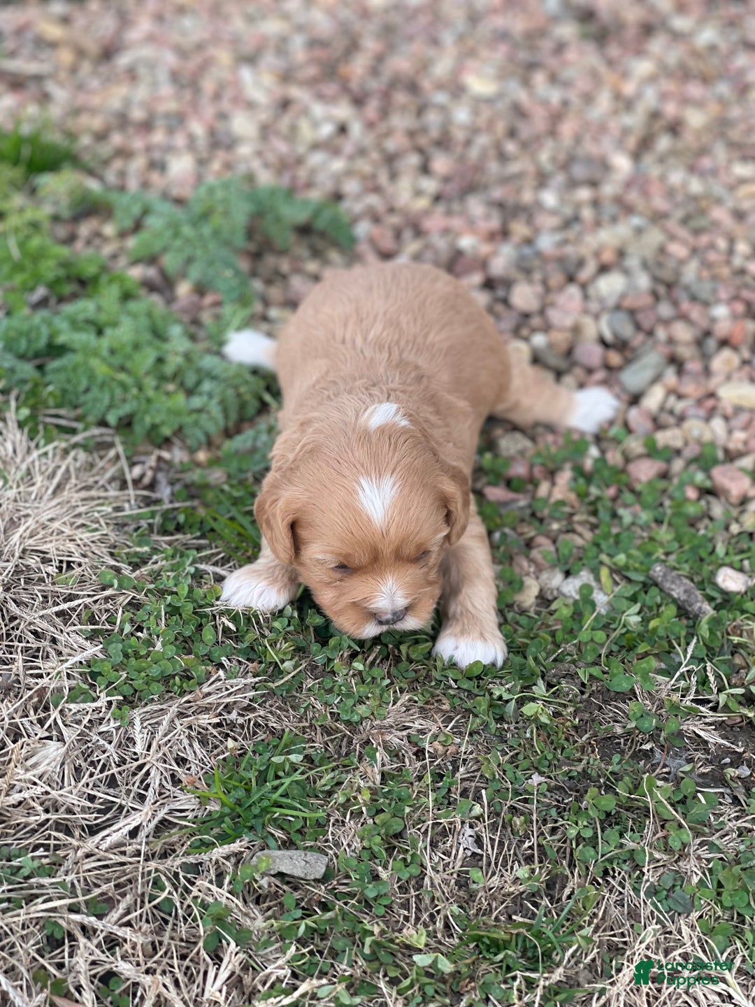 Cavapoo dogs for sale: Cavapoo Puppy 3 - Ad 3