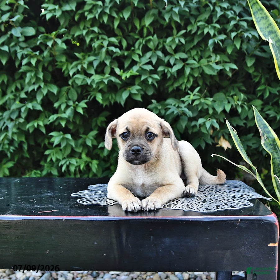 Mixed Breed dogs Cookie - Ad 2