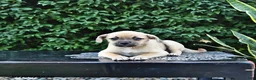 Mixed Breed dogs for sale: Cookie - Ad 2