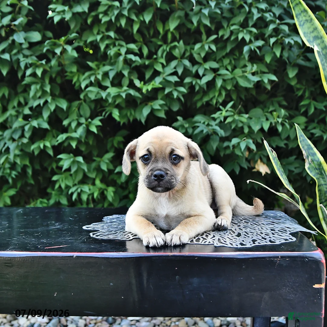 Mixed Breed dogs for sale: Cookie - Ad 2