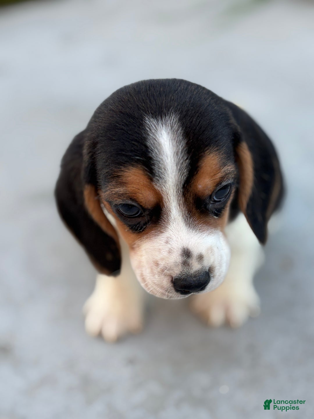 Beagle dogs for sale: Finn - Ad 11