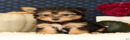Yochon dogs for sale: Talia - Ad 3