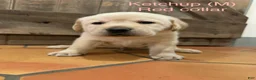 Labrador Retriever dogs for sale: Ketchup- Red collar - Ad 2