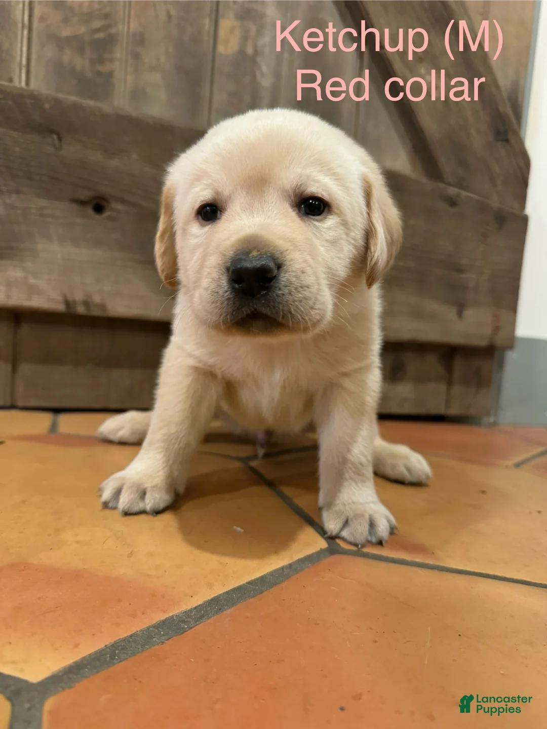 Labrador Retriever dogs for sale: Ketchup- Red collar - Ad 2