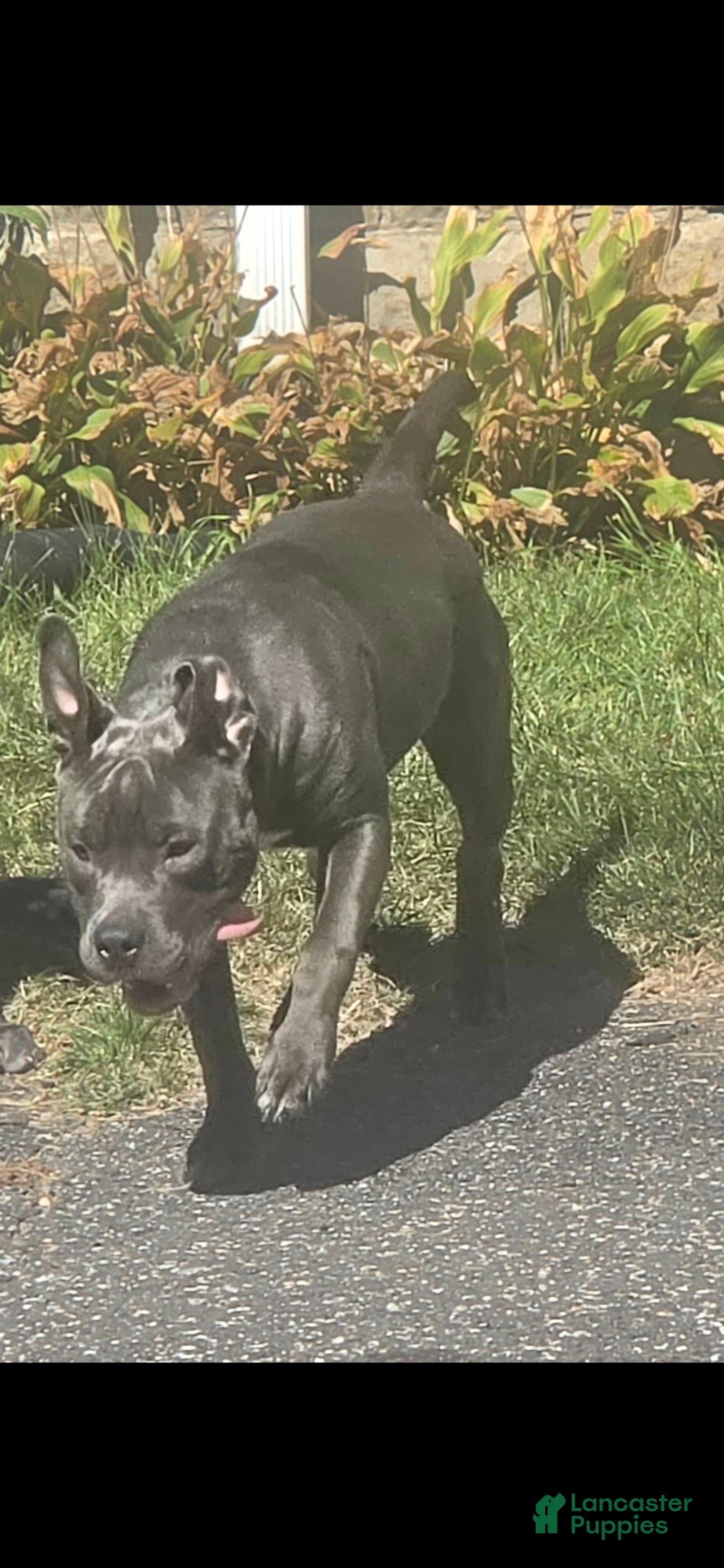 American Pit Bull Terrier dogs for sale: American Pit Bull Terrier 2 - Ad 32