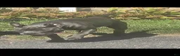 American Pit Bull Terrier dogs for sale: American Pit Bull Terrier 2 - Ad 1